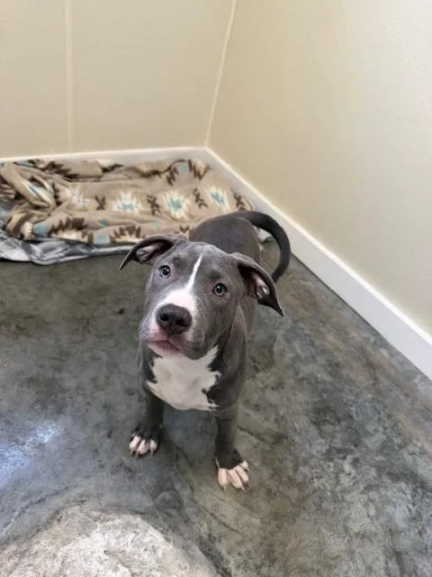 A baby small-sized female Mixed Breed dog named Daisy for adoption in Centralia, IL
