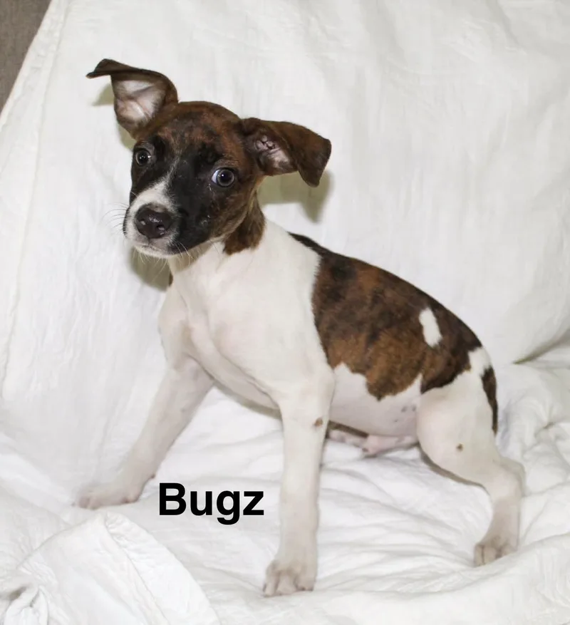 A baby small-sized male Jack Russell Terrier dog named Bugz for adoption in Mobile, AL