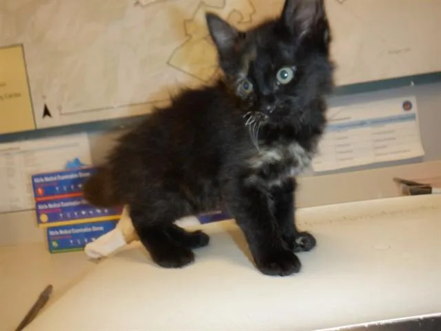 A baby small-sized female Domestic Short Hair cat named Scarface for adoption in San Jose, CA