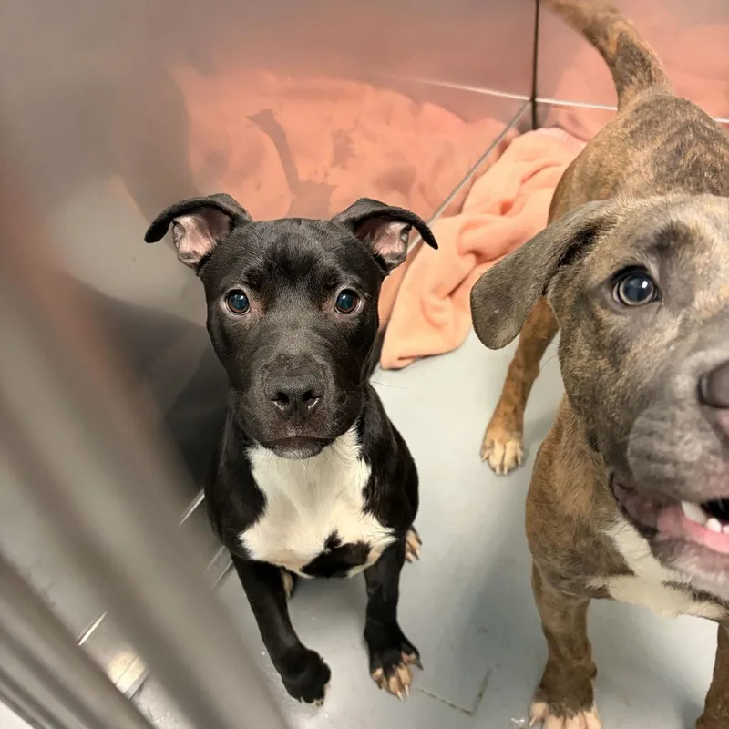 A young small-sized female Black Mixed Breed dog named Boo for adoption in Davenport, IA