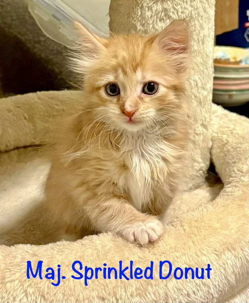 A baby medium-sized male Orange / Red Domestic Medium Hair cat named Maj Sprinkled Donut for adoption in Reston, VA