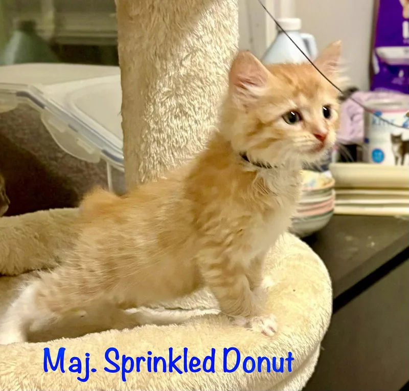 Maj Sprinkled Donut thumbnail 2