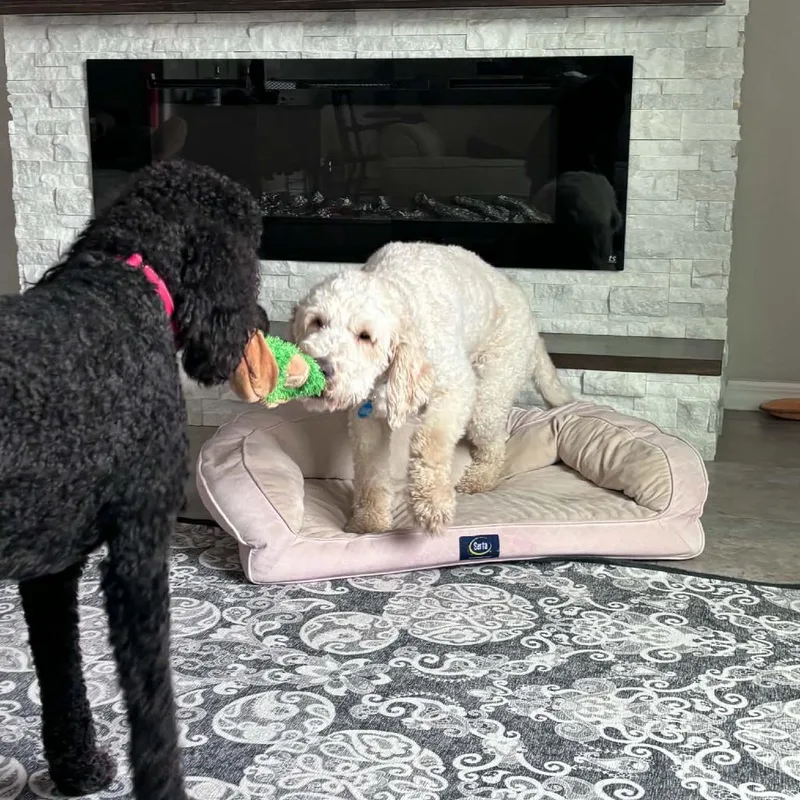 An adult large-sized male White / Cream Standard Poodle dog named Goose for adoption in Sarasota, FL