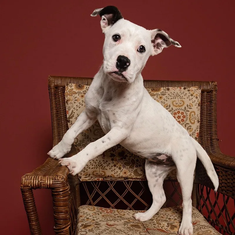 A baby medium-sized female Black American Staffordshire Terrier dog named Summer for adoption in Houston, TX