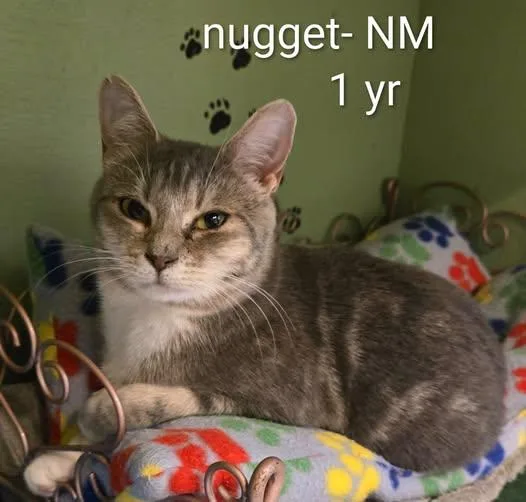 A young medium-sized female Tabby (Gray / Blue / Silver) Domestic Short Hair cat named Nugget for adoption in Amherst, VA