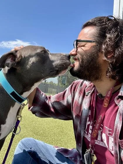 An adult large-sized male Gray / Blue / Silver Mixed Breed dog named Ottie for adoption in Wichita, KS