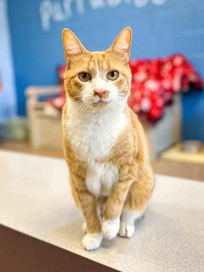 Clemintine thumbnail 2