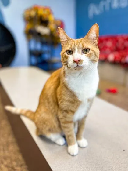 Clemintine thumbnail 3