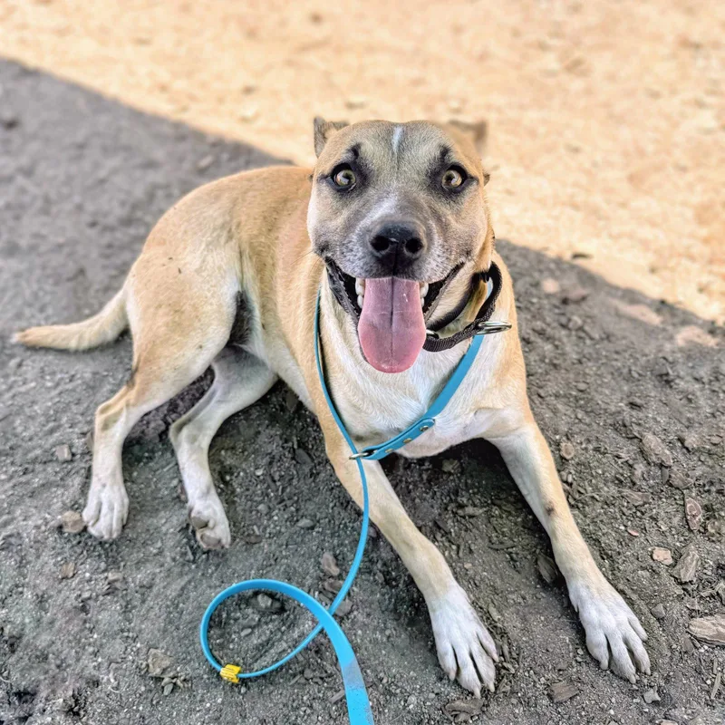 A young medium-sized female Pit Bull Terrier dog named Pomona for adoption in Oakland, CA