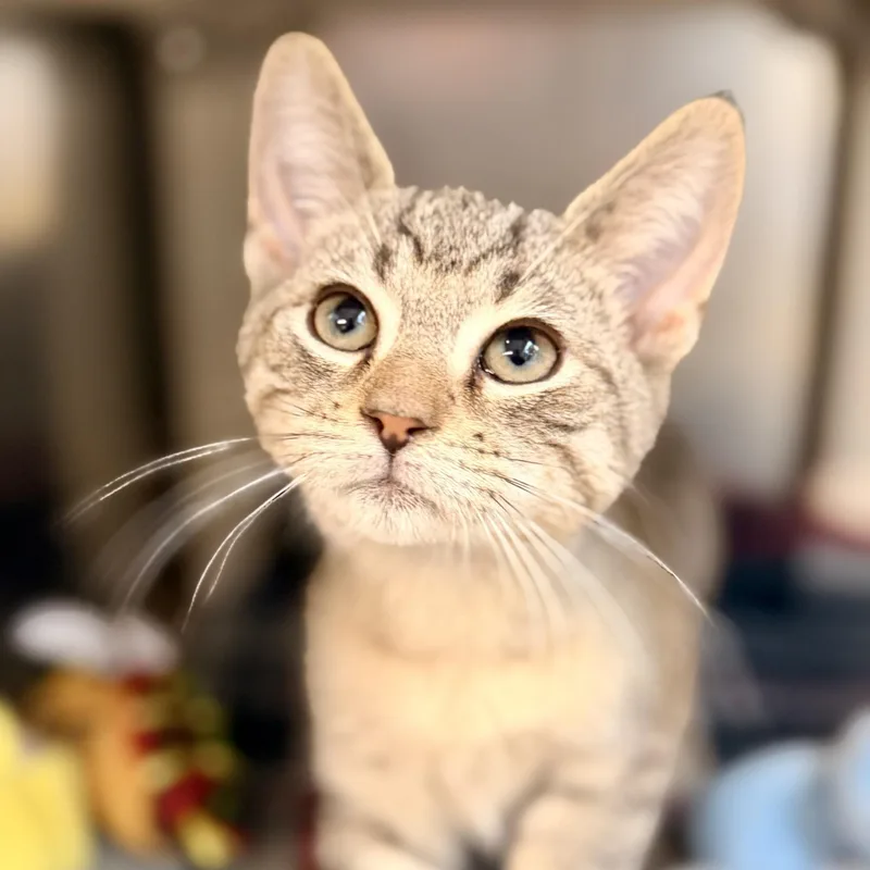 A baby medium-sized male Tabby (Brown / Chocolate) Domestic Short Hair cat named Echo for adoption in Jackson, NJ