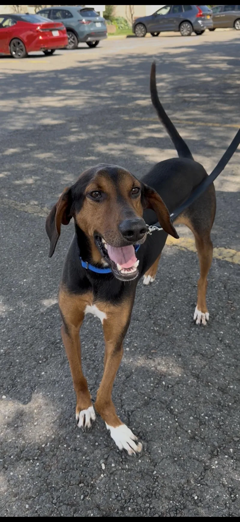 An adult medium-sized male Black Pointer dog named Bowser for adoption in Wantagh, NY