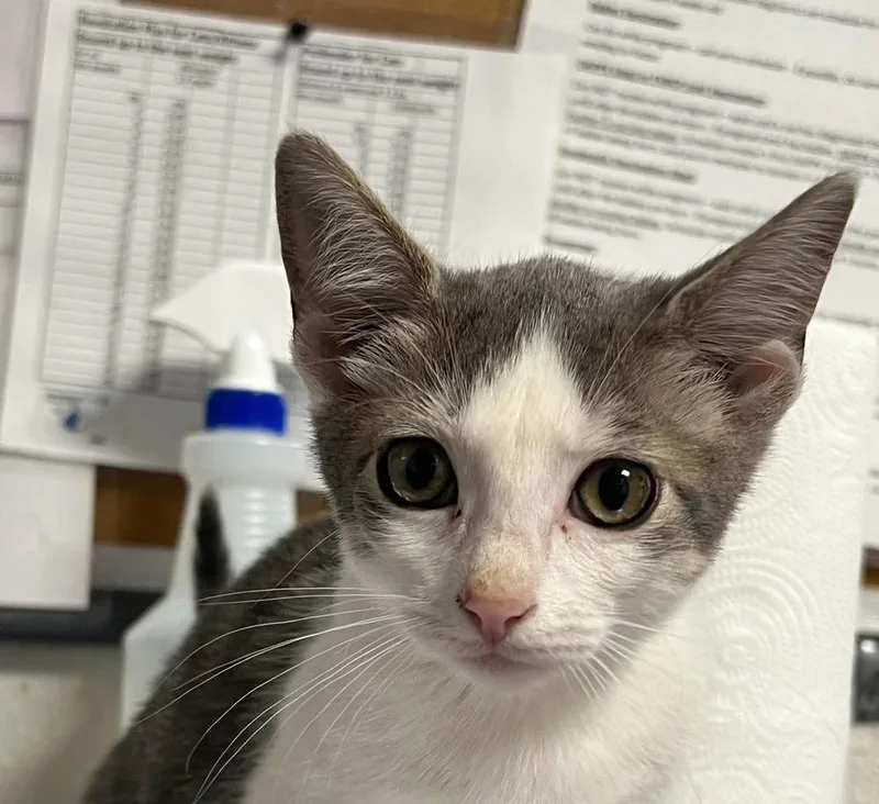 A baby medium-sized female Domestic Short Hair cat named Blossom for adoption in Bolivar, MO