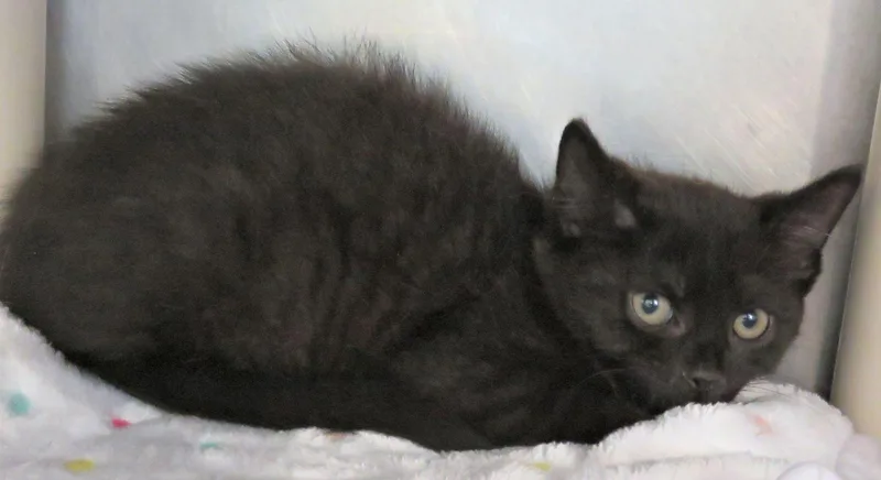 A baby medium-sized female Black Domestic Short Hair cat named Amy for adoption in Lexington, VA