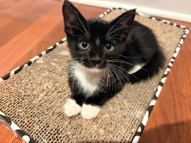 A baby medium-sized male Domestic Short Hair cat named Speed Racer for adoption in New Orleans, LA