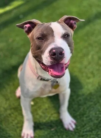 An adult medium-sized male Pit Bull Terrier dog named Whoosh for adoption in Mason, MI
