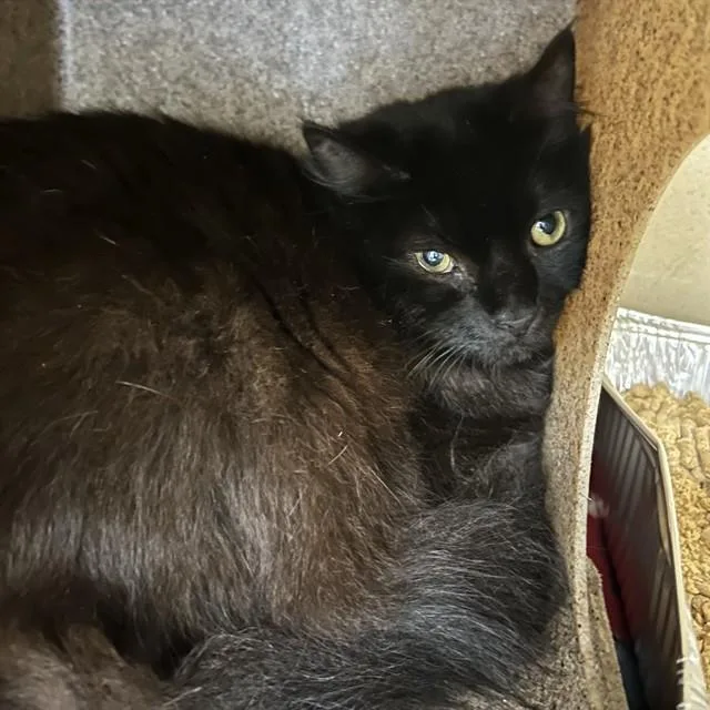 A young large-sized male Domestic Long Hair cat named Kraft for adoption in Lincolnton, NC