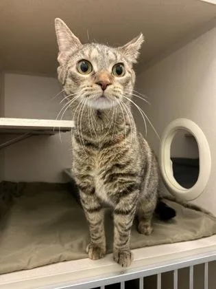 An adult medium-sized female Domestic Short Hair cat named Churu for adoption in Columbus, IN