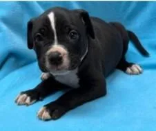 A young large-sized male Pit Bull Terrier dog named Wes for adoption in Kansas City, MO