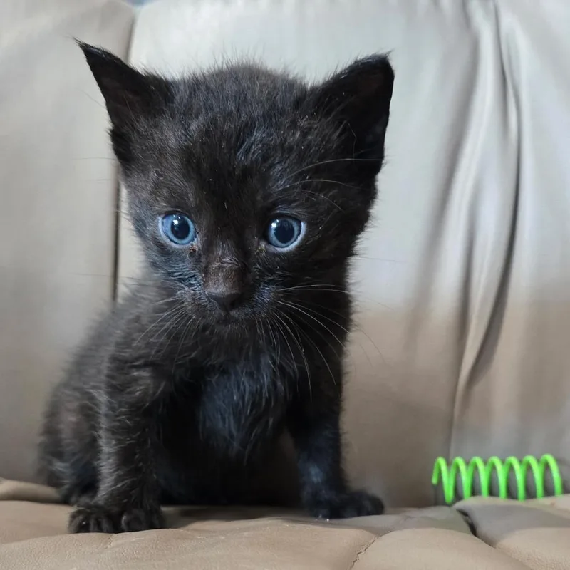 A baby small-sized male Black Domestic Short Hair cat named Inkie for adoption in San Pablo, CA