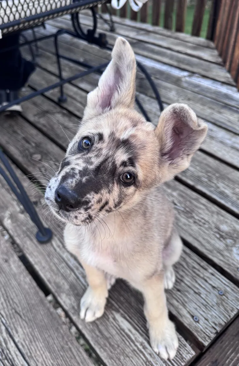 A baby large-sized male German Shepherd Dog dog named Sevro for adoption in Coralville, IA