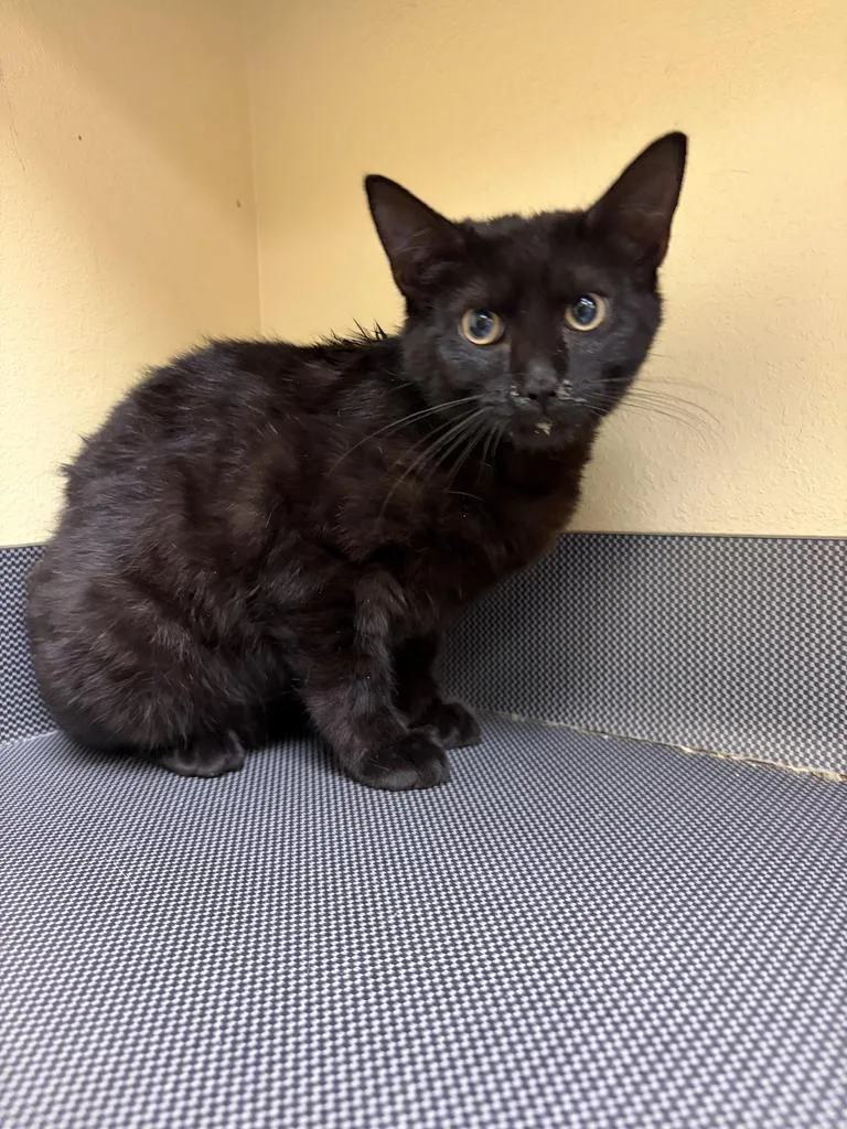 A baby medium-sized male Domestic Short Hair cat named Prescott for adoption in Florence, SC