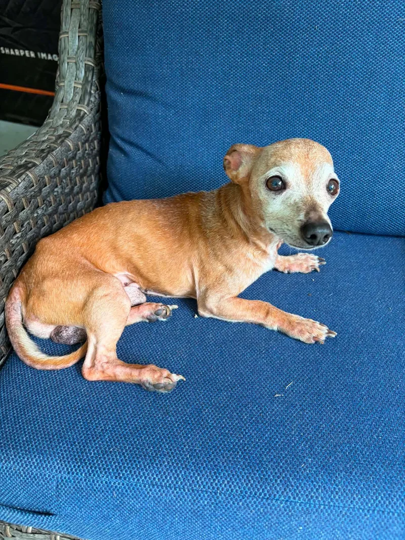 An adult small-sized male Chihuahua dog named Walter Gatlin for adoption in Saunderstown, RI