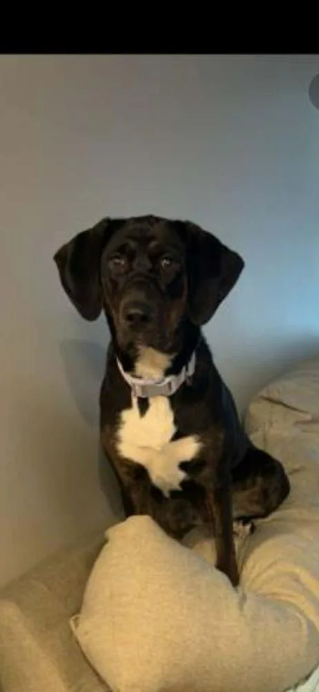 A young medium-sized female Tricolor (Brown, Black, & White) Treeing Walker Coonhound dog named Shelby for adoption in Bremen, OH
