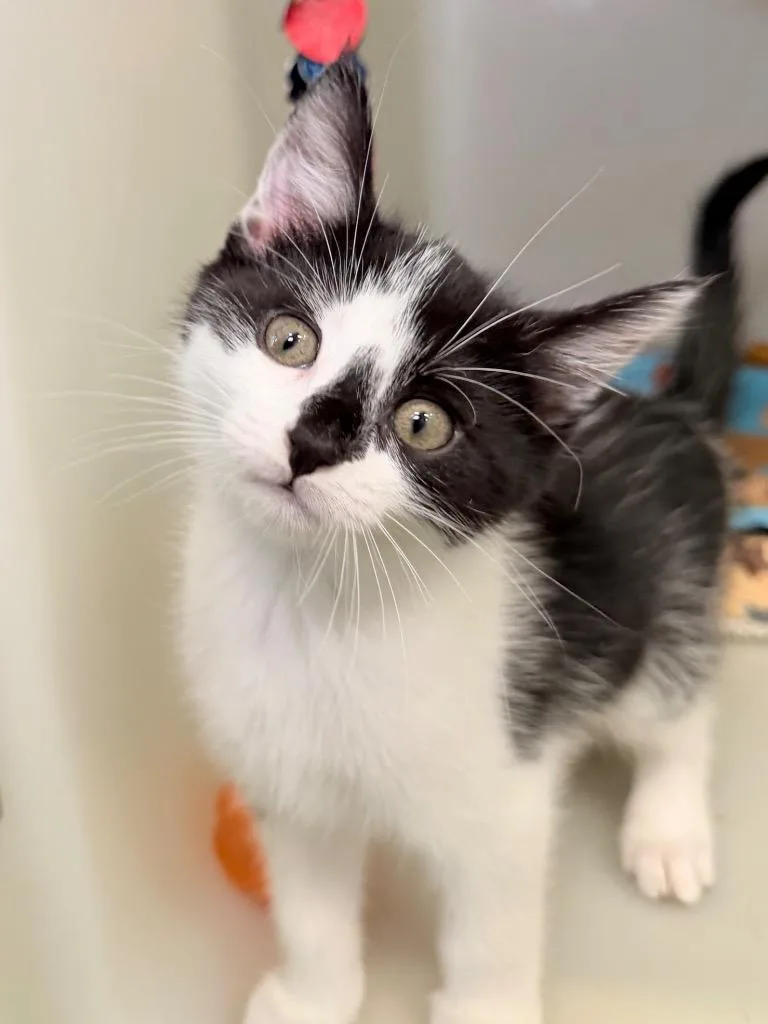 A baby medium-sized male Domestic Short Hair cat named Eagle for adoption in Menomonie, WI