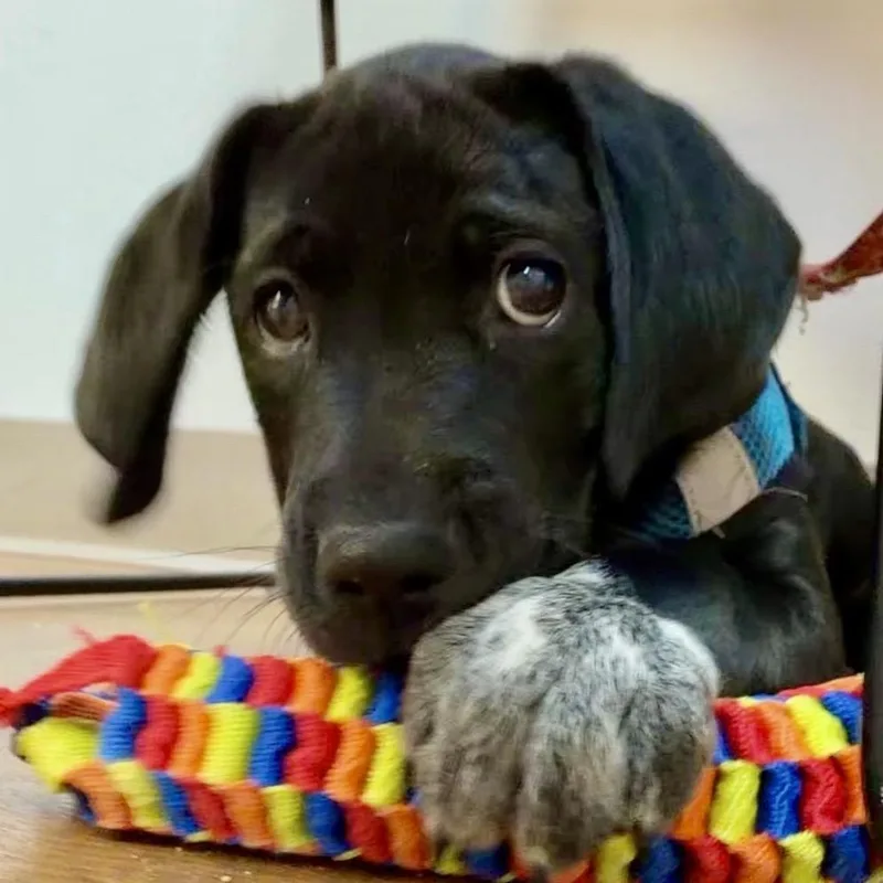 A baby medium-sized male Black Bluetick Coonhound dog named Arlo for adoption in Reisterstown, MD