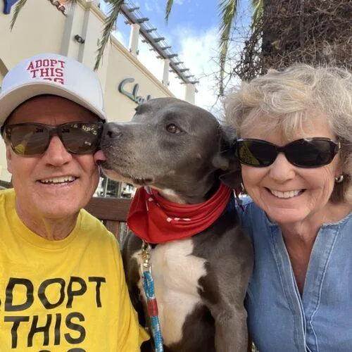 A young medium-sized male Gray / Blue / Silver American Staffordshire Terrier dog named Lenny for adoption in San Juan Capistrano, CA