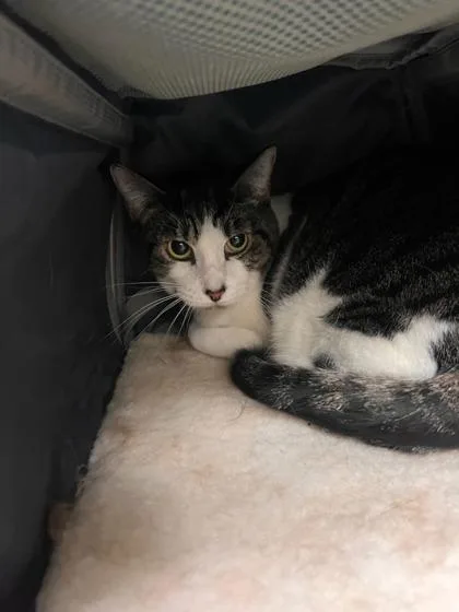 An adult small-sized female Domestic Short Hair cat named Mea for adoption in Honolulu, HI