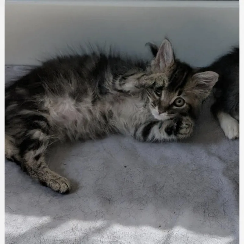 A baby medium-sized female Tabby (Buff / Tan / Fawn) Domestic Long Hair cat named Trouble for adoption in Griswold, CT