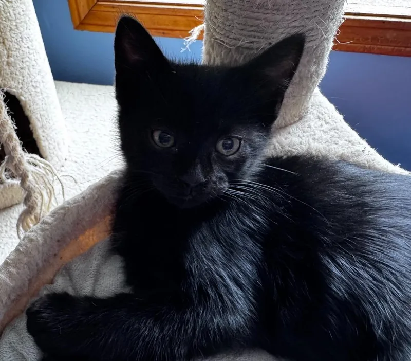 A baby small-sized male Domestic Short Hair cat named Sprout Hopper for adoption in Gorham, ME