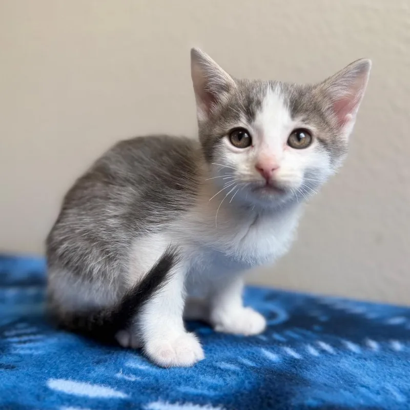 A baby small-sized male White Domestic Short Hair cat named Lamb for adoption in Cody, WY