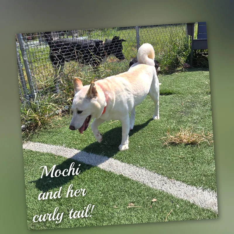 An adult medium-sized female White / Cream Shiba Inu dog named Mochi for adoption in Fredericksburg, VA