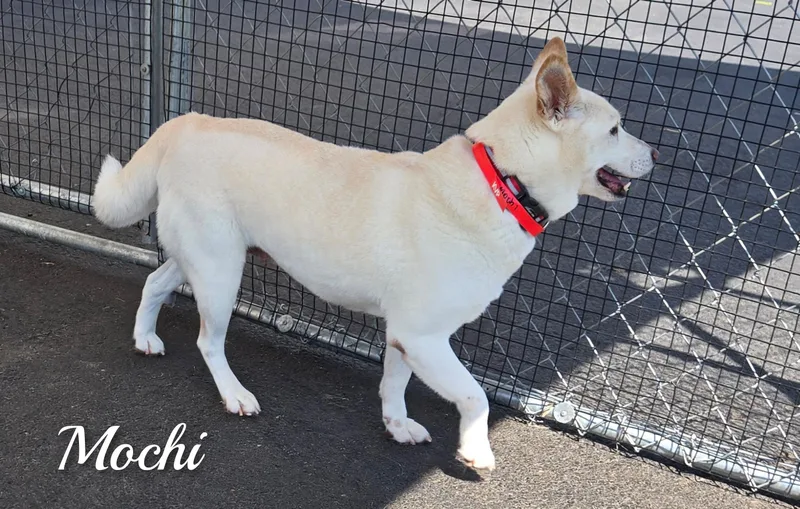 Mochi thumbnail 2