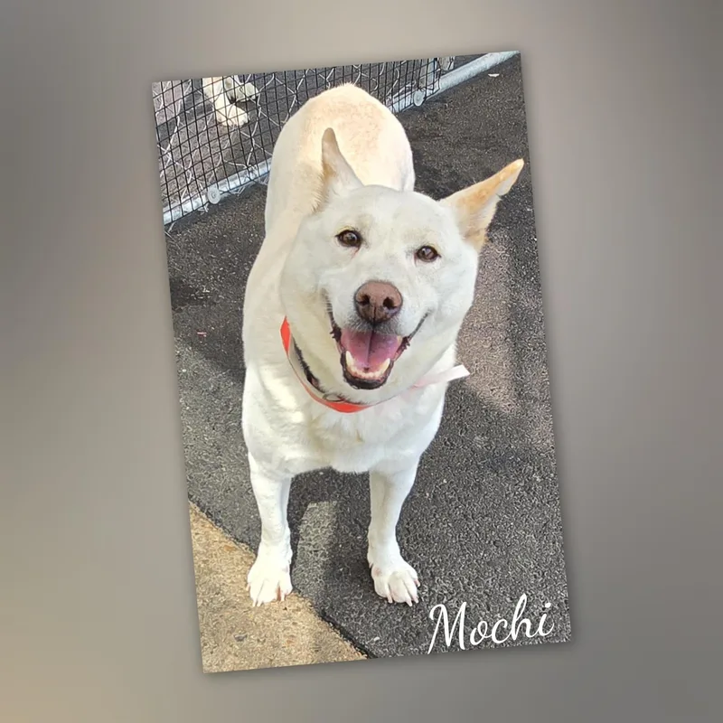Mochi thumbnail 3