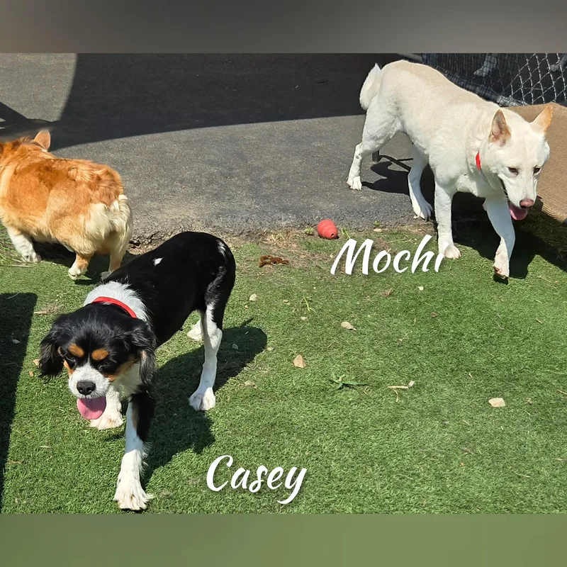 Mochi thumbnail 4