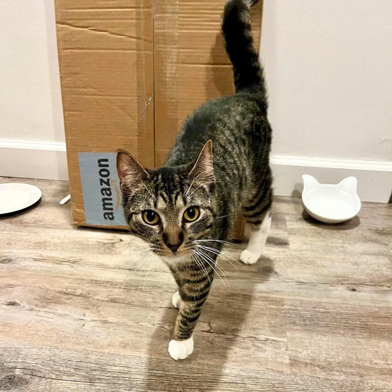 An adult medium-sized male Domestic Short Hair cat named Mishka for adoption in Brooklyn, NY