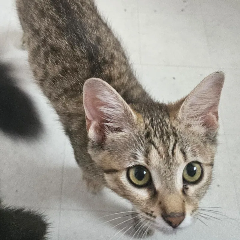 A baby small-sized female Torbie Domestic Short Hair cat named Tiger Lily for adoption in Cincinnati, OH
