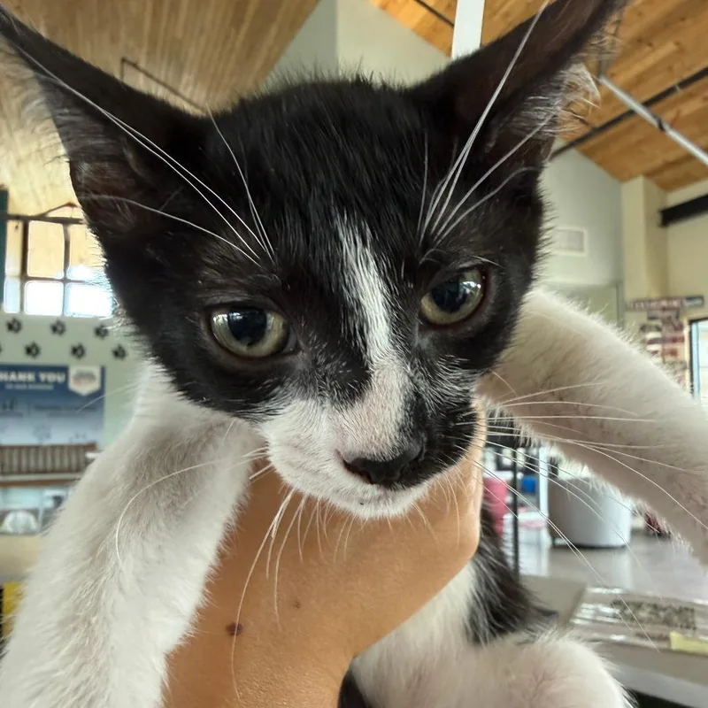 A baby small-sized male Black Domestic Short Hair cat named Panthro for adoption in Leander, TX