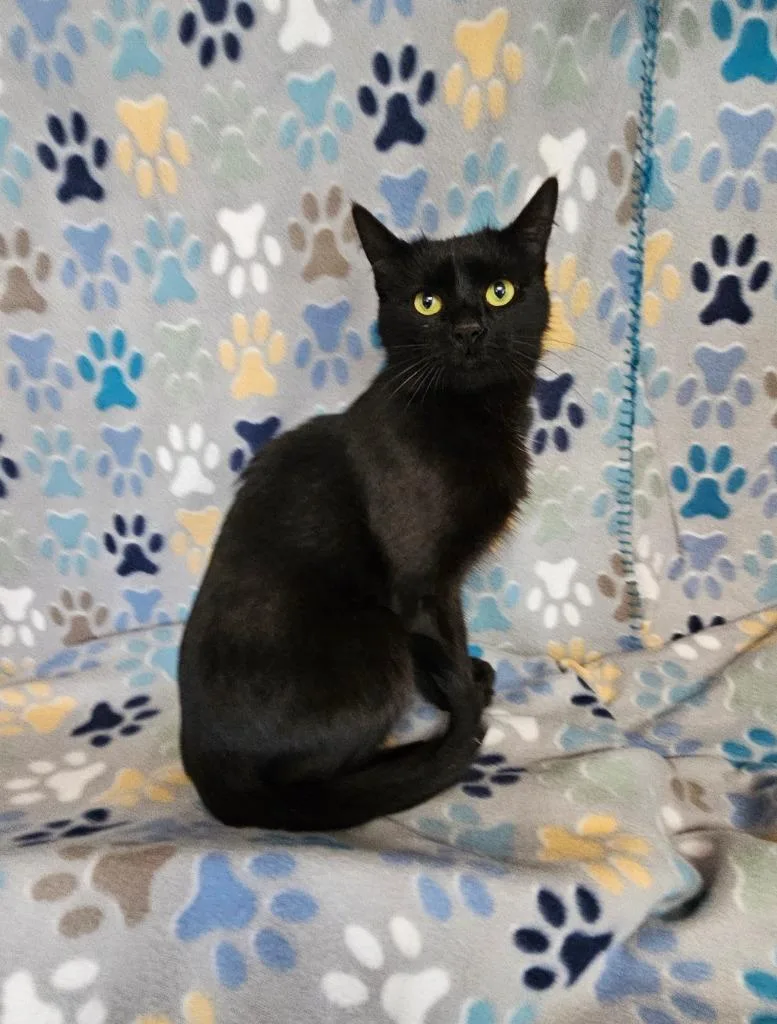 A young medium-sized female Domestic Short Hair cat named Macy for adoption in Wabash, IN
