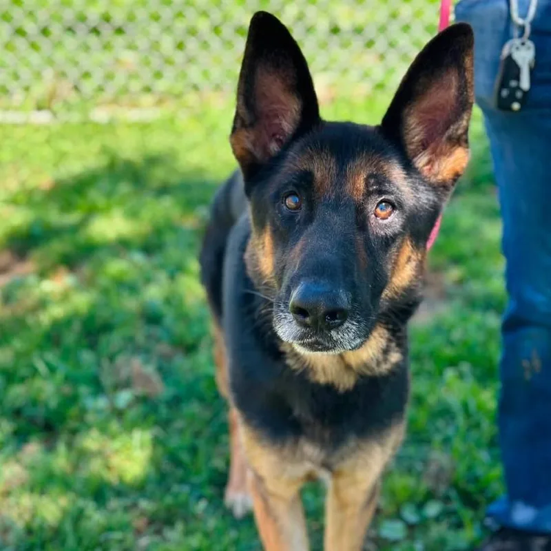 An adult medium-sized male German Shepherd Dog dog named Slim for adoption in San Rafael, CA