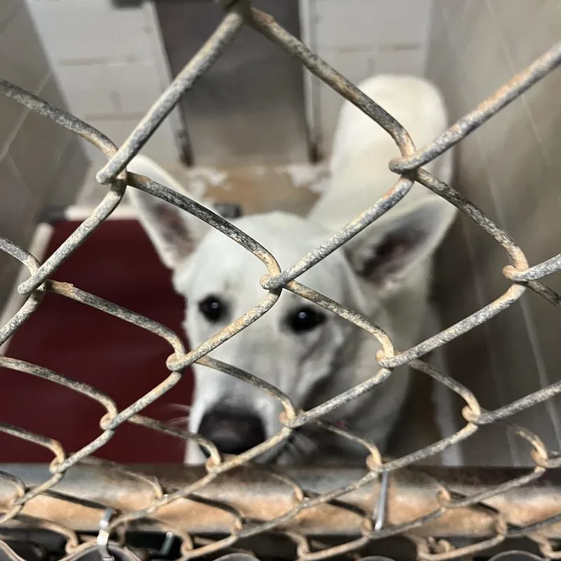 An adult large-sized male White / Cream Mixed Breed dog named Kola for adoption in Hamilton, GA