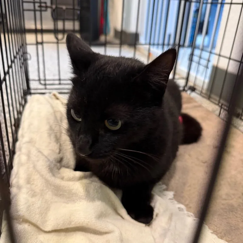 An adult medium-sized female Black Domestic Short Hair cat named Olive for adoption in Port Charlotte, FL
