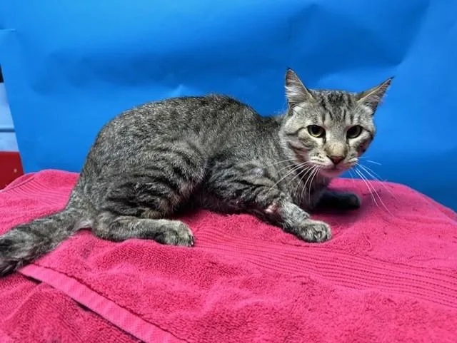 A young large-sized male Domestic Short Hair cat named Rico for adoption in Gardena, CA