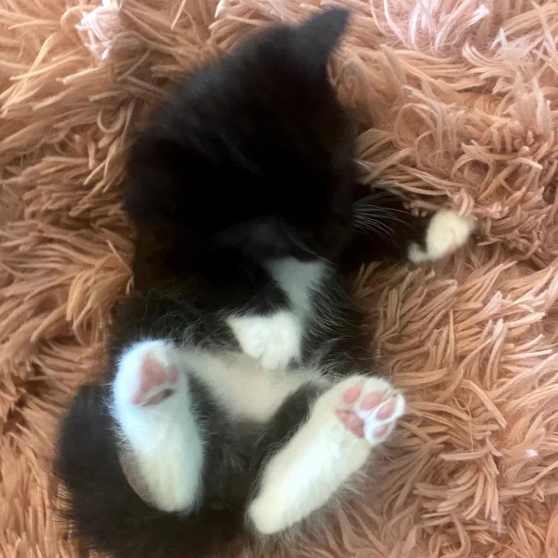A baby small-sized male Black Domestic Short Hair cat named Rodney for adoption in Long Beach, CA