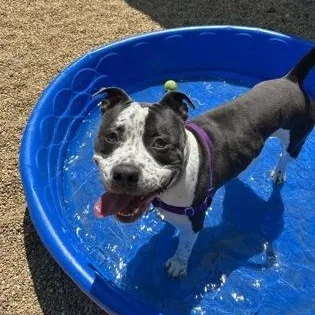 A young medium-sized male Pit Bull Terrier dog named Rocky for adoption in Worcester, MA