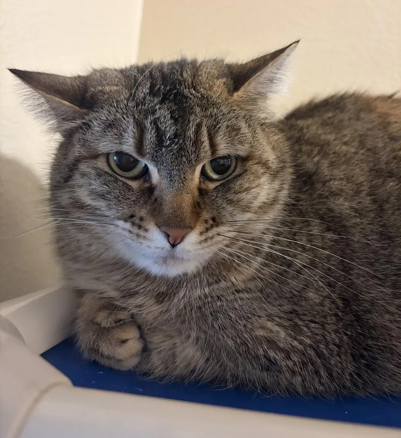 An adult medium-sized female Gray / Blue / Silver Domestic Short Hair cat named Davina for adoption in Challis, ID