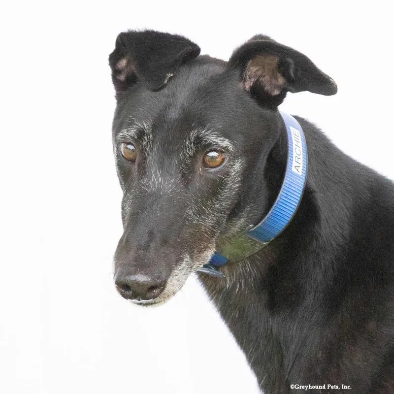 An adult large-sized male Greyhound dog named Archie for adoption in Woodinville, WA